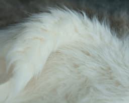 Long hair fur